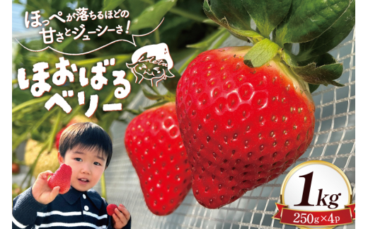 y茧szAI377 y2025N12Jnz ق΂x[  1kg 250g 4pbN [  C`S 1L Â  ܂ t[c ʕ oc_~ 茧 s]