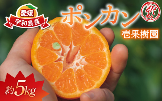 ポンカン 10kg 家庭用 サイズ 不揃い 平石農園 愛媛みかん ポンカン 10kg 家庭用 サイズ 不揃い 平石農園 愛媛みかん
