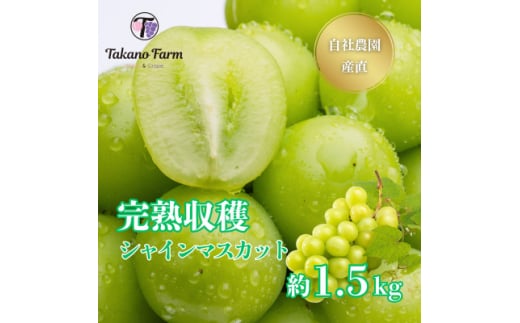 yRRsz2026Ns\񁄃VC}XJbg 1.5kg Rs̎Д_Y!nn!ʌ聄y1371863z