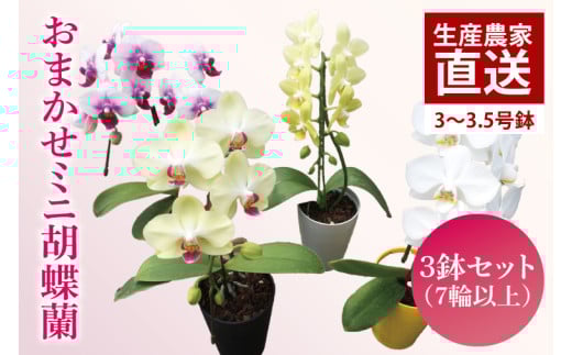 y錧sz܂~jӒiPE7ֈȏj3Zbgy  R`E Ӓ  蕨 v[g a j a ̓ ̓ hV̓ s 錧ziKAR-8