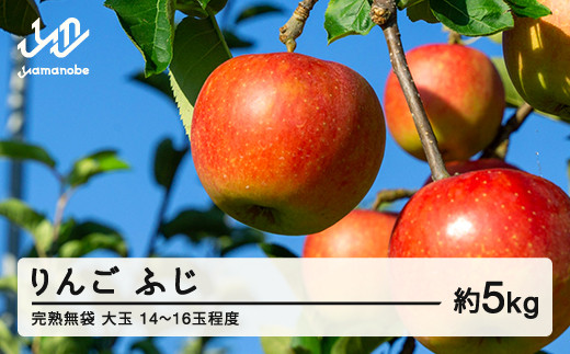 2025年産 渡辺果樹園 完熟無袋 りんご ふじ 約5kg（14～16玉程度