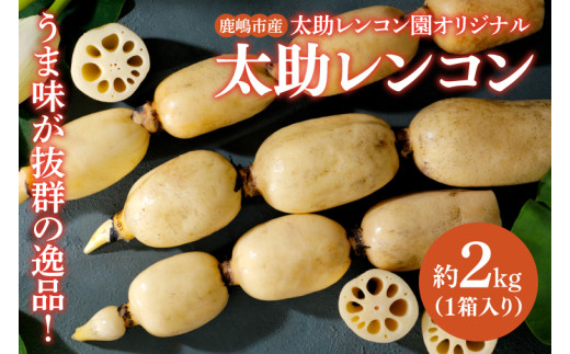 先行予約】【奇跡のレンコン】茨城県鹿嶋市産 太助レンコン 約2kg