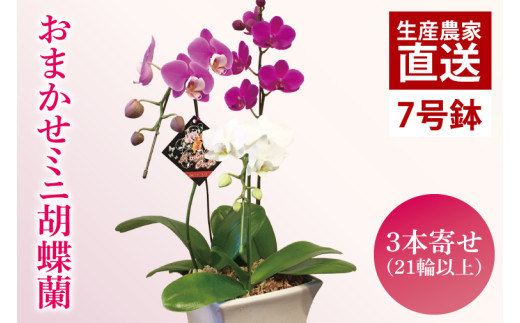 phal ミニ胡蝶蘭　8鉢セット おまかせミニ胡蝶蘭（3本寄せ21輪以上）【陶器鉢】【お花 花