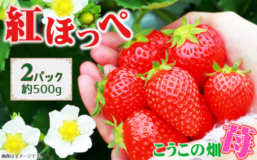 y{͓쒬z̔@䕁@gق ^ C`S  ʕ t[c ܖ RN Y _Y { No.392