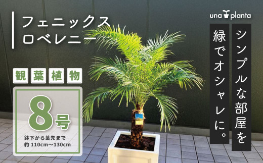 観葉植物 フェニックスロベレニー ロベ 8号（鉢下から葉先まで約H110cm