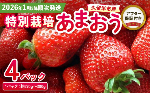 先行受付！2026年1月以降お届け】特別栽培あまおう 4パック ふくおか 