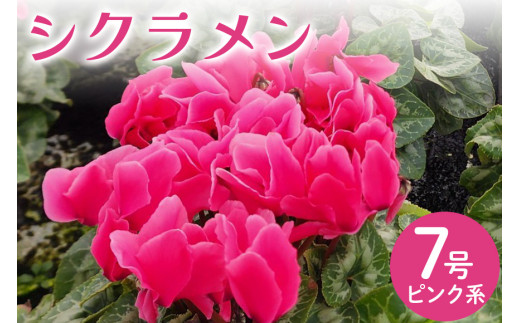シクラメン 7号 ピンク系 フラワーギフト 鉢植え 鉢 ギフト ビッグ