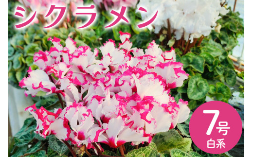 シクラメン 7号 白系 フラワーギフト 鉢植え 鉢 ギフト ビッグサイズ