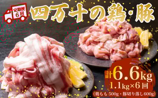 ym{szy6Azl\uh {500g ؓ600giv1.1kg×6j6.6kg 6 5QR[Xb l\|[NXCX l\|[N ؃o  Ԑ؂ XCX ؂藎Ƃ