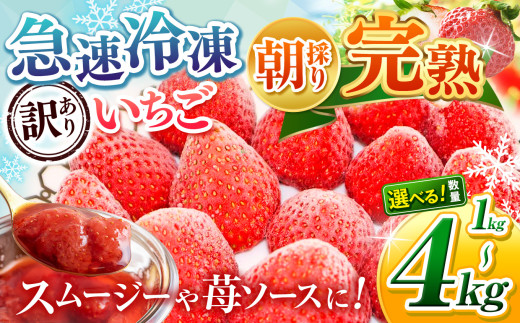 訳あり 冷凍いちご 苺 【選べる 容量 】 完熟・急速 冷凍 いちご 1kg
