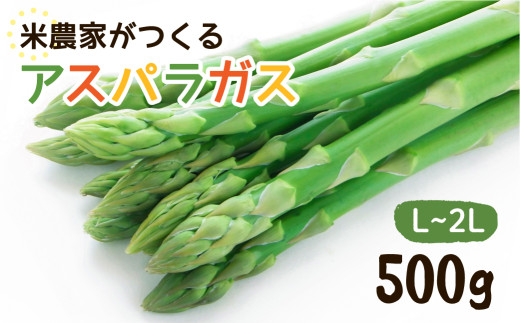 【岐阜県飛騨市】数量限定《先行予約》令和8年産 6月下旬〜順次発送 米 農家がつくる! 水にこだわった朝採れアスパラガス L~2L 500g 野菜 春野菜 夏野菜 アスパラ 朝採れ 訳あり わけあり 不