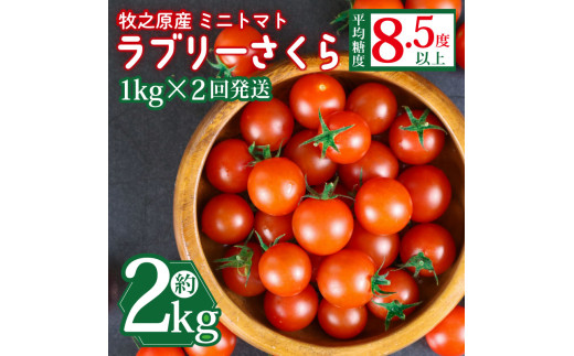 先行予約】ミニ トマト フルーツ トマト ラブリーさくら うまたま 1kg