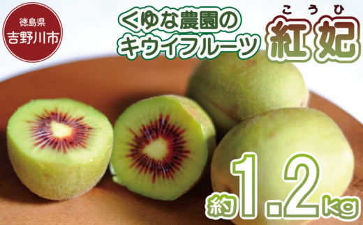 あこち　レインボーレッド　紅妃　キウイフルーツ 先行予約 キウイフルーツ 紅妃 1.2kg 2026年10月上旬～ 紅妃