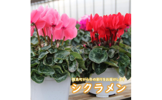シクラメン 色・品種おまかせ 5号鉢×2鉢セット【1602462】 - 長野県