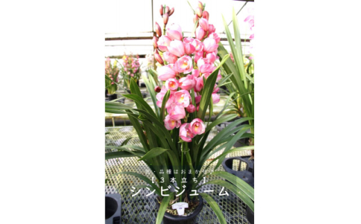 sd1_e145f3a4a70cfa21db2a999885