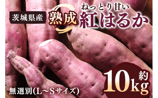 y錧sz܂ ng͂邩 10kg I (L`STCY) 錧Y ˂Ƃ Â Ă w VՂ n R̊Â XC[c  Tc}C 錧 s (A52-001)