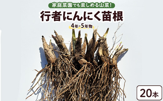 【！随時発送中！】4年物 200本　行者にんにくの苗根 秋苗10月発送！】4年物 20本 行者にんにくの苗根：宮城県産のその他