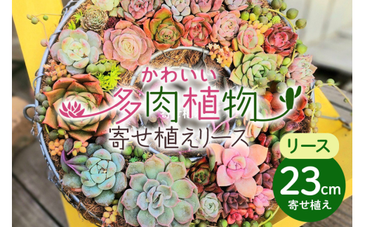 可愛い多肉植物の寄せ植えリース23cm 多肉植物 観葉植物 インテリア