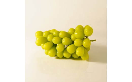 yRRszst2026N VC}XJbg 1[(500g`600g) 󂠂聄y1579990z