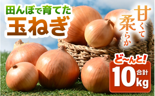 先行予約】玉ねぎ 10kg（サイズ S M L ミックス）田んぼで育てた甘くて