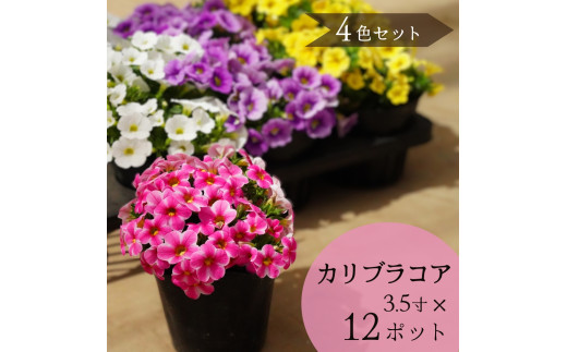 2026年シーズン先行予約 カリブラコア 季節の花苗 12ポット4色セット