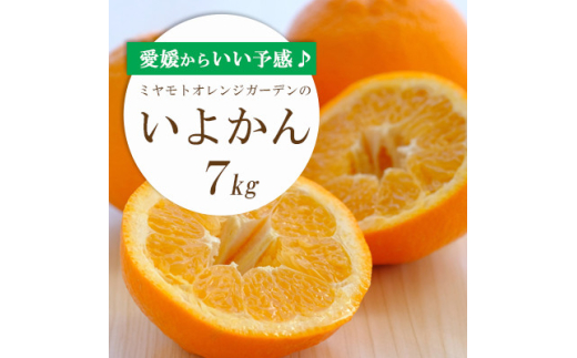 【愛媛県八幡浜市】<2026年1月以降発送>愛媛から「いい予感」♪ジューシー果肉いい香り いよかん7kg<D25-7>【1248055】