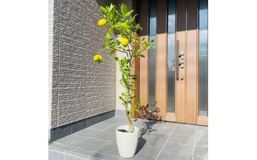 yOd鎭sz2026N5{̖ ʎc7Jo[X{Ŏn(K[fjOp)