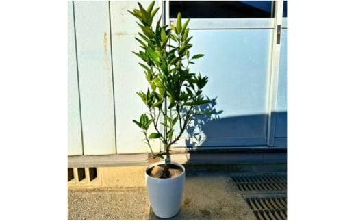 yOd鎭szŎn ݂̖ Ƃ 7 IVȔJo[ ʎc(K[fjOp)