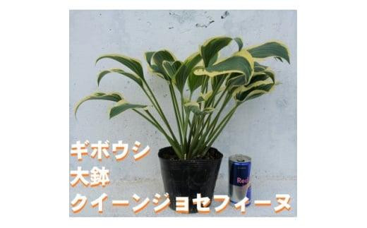 yOd鎭sz΂̗͂ŒnC!NC[WZtB[k15cm|bg M{EV zX^ 1 Aɍʂ