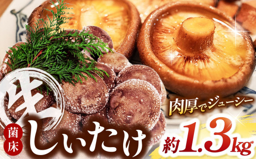 しいたけ 楽天市場】新潟産 生しいたけ 並サイズ 笠閉じ 選べる 約500g( 約11