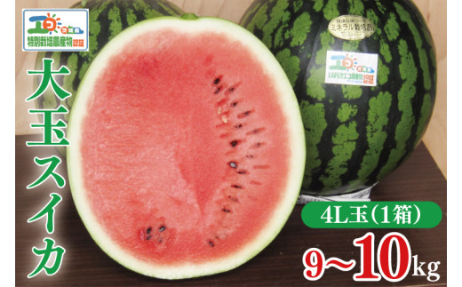 先行予約】茨城県産大玉スイカ4Lサイズ（9～10kg）【大地の