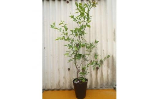 強くて育て易い ラビットアイ系ブルーベリー オレゴンブルー (庭木