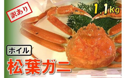 ふるさと納税 倉吉市 足1本なしボイル松葉ガニ(特特大1.1kg以上)訳あり 松葉ガニ カニ ズワイガニ 冷蔵 魚倉足1本なしボイル松葉ガニ (特特大1,100g) 訳あり - 鳥取県鳥取市