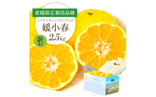 ふるさと納税 愛媛でしか栽培できない希少柑橘 媛小春(ひめ