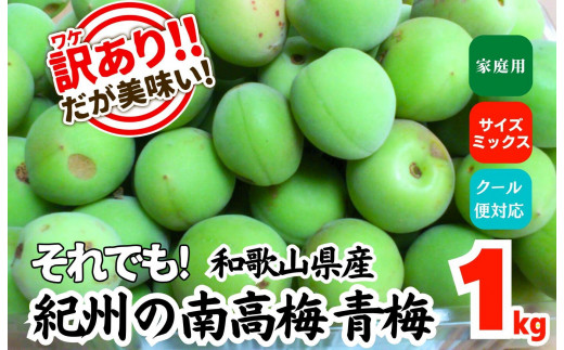青森県産　青梅 15キロ 楽天市場】クール便 青森県産 完熟 梅 豊後（ぶんご）2kg 送料