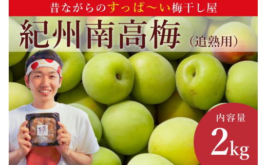 先行予約］樹上南高梅の青梅 約2kg 追熟用 梅ボーイズ 紀州南高梅 5月