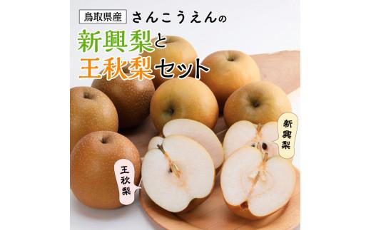 新興梨・王秋梨詰め合わせ 5kg箱 (玉数は合わせて約6～12玉) - 鳥取県