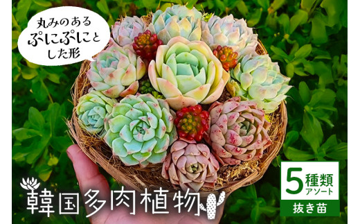韓国多肉植物 抜き苗 アソート 5種類 詰め合わせ 多肉植物 観葉植物