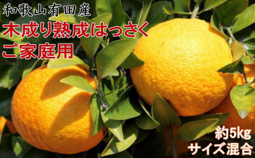 ya̎RLc쒬z2026N3{蔭 ƒp ̘a̎RLcYؐn 5kg TCY