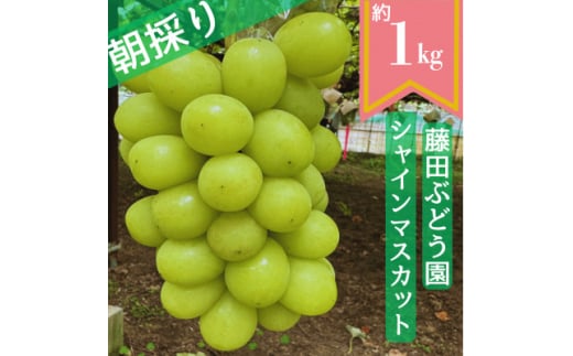 ya̎R{sz2026Ns\񁄓cԂǂ̃VC}XJbg@1kgy1555319z