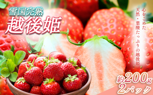 【新潟県上越市】いちご 新潟 雪国完熟越後姫 約200g×2P イチゴ 苺 フルーツ 果物 お取り寄せ ギフト 贈り物 上越