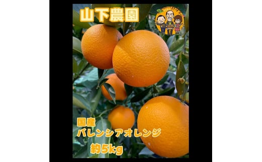 ya̎RCszY oVAIW 5kg M`LLTCY R_