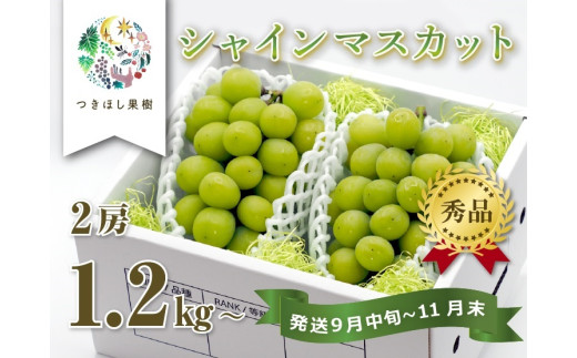 産地直送】上山産・絶品シャインマスカット 1.2kg以上