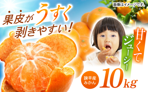 y茧|szy2025NV[Y^s\z|Y݂ 10kg / ݂ ~J  t[c ӂ[ ʕ  10kg / |s / _ [AHAY028]