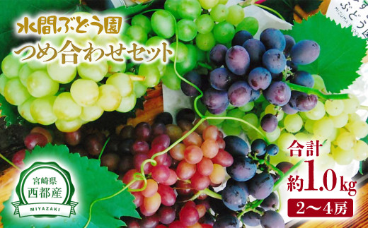 シャインマスカット（ダイヤパック詰）250g×4パック 先行予約