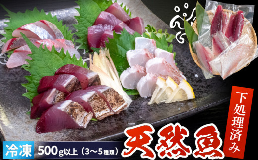 【高知県須崎市】天然 鮮魚 詰め合わせ 朝獲れ直送 下処理済み 2~3種入り 500g以上 (2026年4月出荷) 冷凍 刺身 魚種お任せ 水揚げ 海鮮 魚介 産地直送 新鮮 魚 鮮魚ボックス