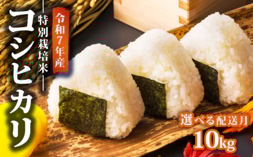 yVVcszy2026N2z ߘa7NY ʍ͔| RVqJ 10kg _ ͕ VYRVqJ VcY V  AOU V Vcs nakatawara002_01_202602