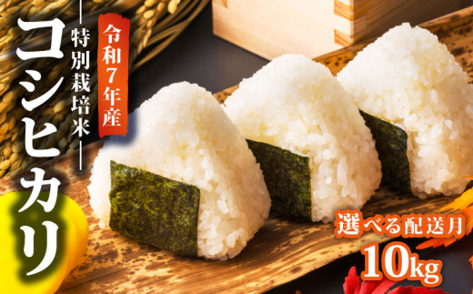 yVVcszy2026N1z ߘa7NY ʍ͔| RVqJ 10kg _ ͕ VYRVqJ VcY V  AOU V Vcs nakatawara002_202601