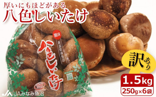 家庭用】厚いにもほどがある「八色しいたけ」1.5kg（250g×6袋）訳あり