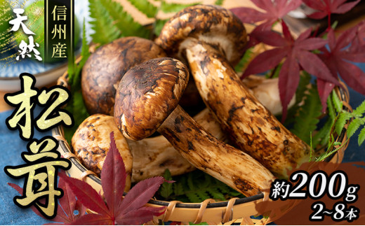【人気急上昇】 信州産「天然松茸」（約200g/2～8本） 野菜 まつたけ きのこ その他